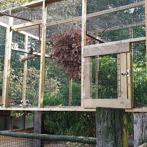 Enclosure Cotton-top tamarin