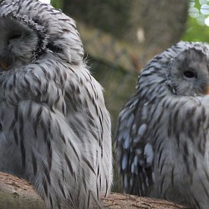 Ural owls