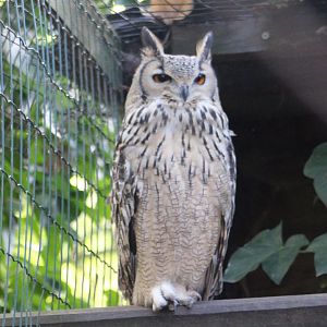 Indian eagle-owl