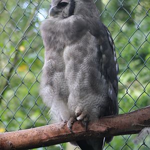 Verreaux\s eagle-owl