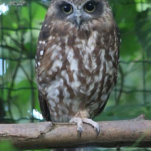 Boobook owl