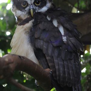 Spectacled owl
