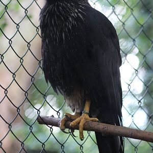 Striated caracara
