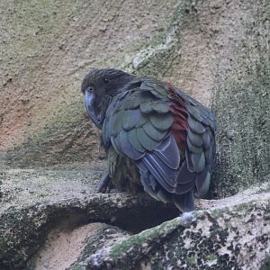 Kea