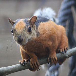 Variegated squirrel