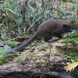 Alaotra bamboo lemur - juvenile