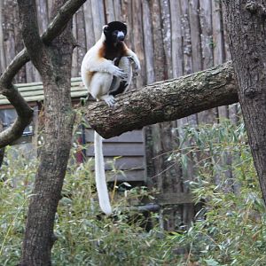 Crowned sifaka