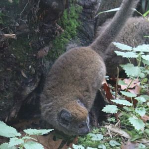 Alaotra bamboo lemur - adult