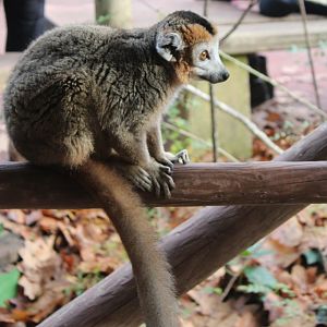 Crowned lemur