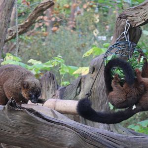 Red-bellied lemurs