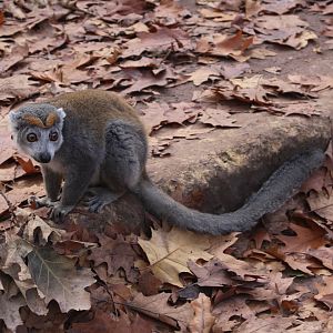 rowned lemur