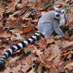Ring-tailed lemur