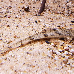 Catfish ID ( South American species )