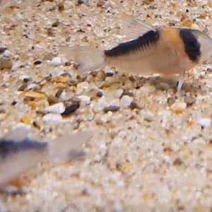 Corydoras duplicareus