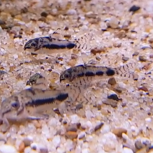 Corydoras habrosus