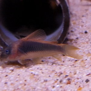 Corydoras melanotaenia