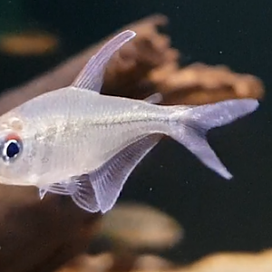 Moenkhausia pittieri