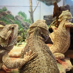 Bearded Dragon