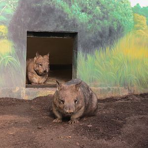 Southern Hairy-nosed Wombat