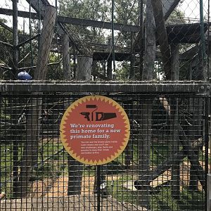 New Primate Species??