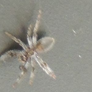 idaho spider