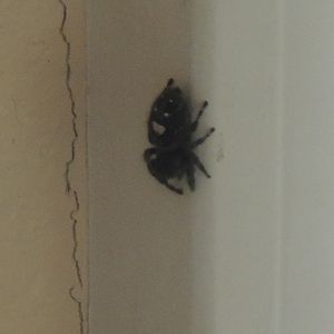 bold jumping spider