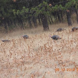 wild turkeys
