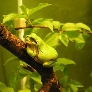 Eastern tree frog / Hyla orientalis at Rigas Zoologiskais Darzs