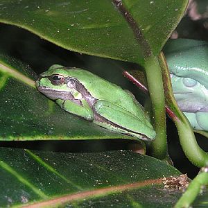 Middle Eastern tree frog / Hyla savignyi at Hai Keif