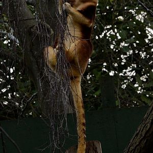 Female Goodfellows Tree Kangaroo - Exiting a tree #1