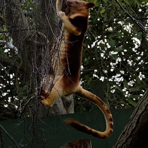 Female Goodfellows Tree Kangaroo - Exiting a tree #2