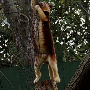 Female Goodfellows Tree Kangaroo - Exiting a tree #3
