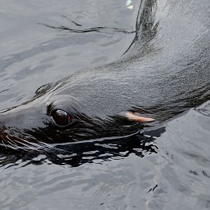 Fur Seal - 05/12/2019