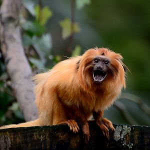 Golden Lion Tamarin - 05/12/2019