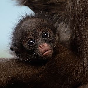 Young brown spider monkey - 05/12/2019
