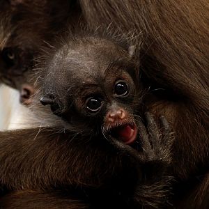 Young brown spider monkey - 05/12/2019