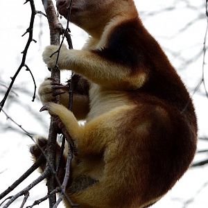 Female Goodfellows Tree Kangaroo "Kitawa" - 05/12/2019