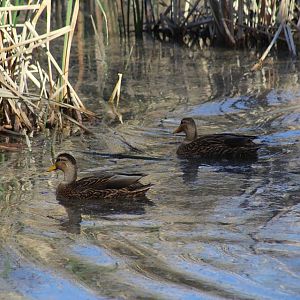 Mexican Ducks