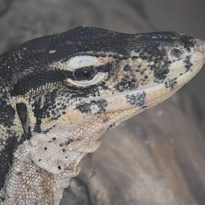 Asian water monitor