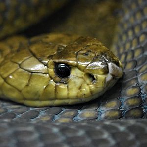 KIng cobra