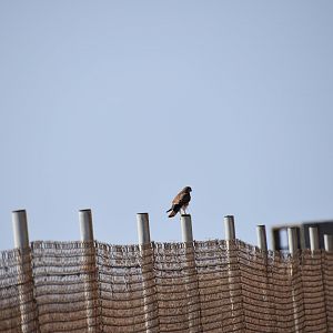 Wild kestrel on the grounds