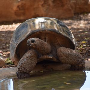 Galapagos tortoise