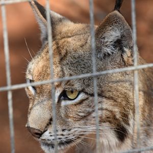 Eurasian lynx