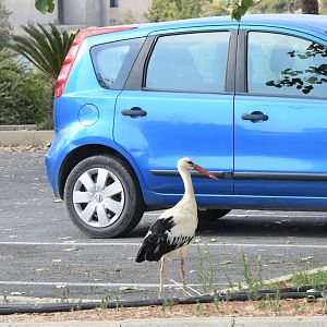Wild storks in the parking lot