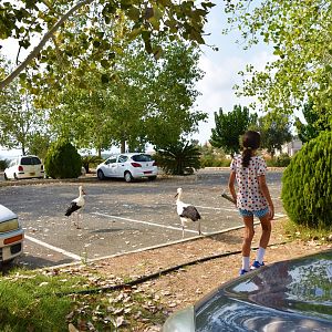 Wild storks in the parking lot