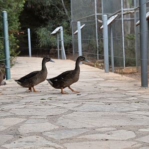 Ducks crossing the path ahead