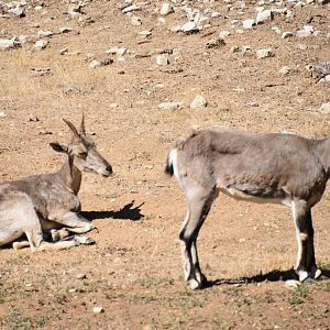 Himalayan blue sheep