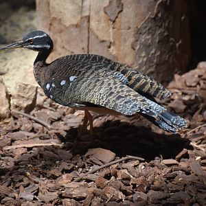 Sunbittern