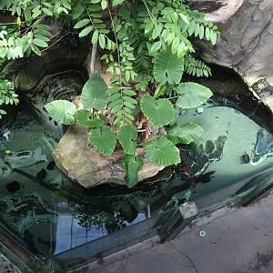 Caiman pool with pacus and snake necked turtles