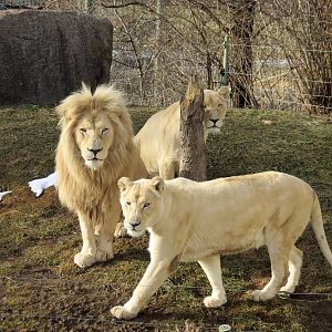 White Lions